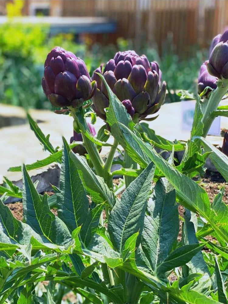 Purple Artichoke