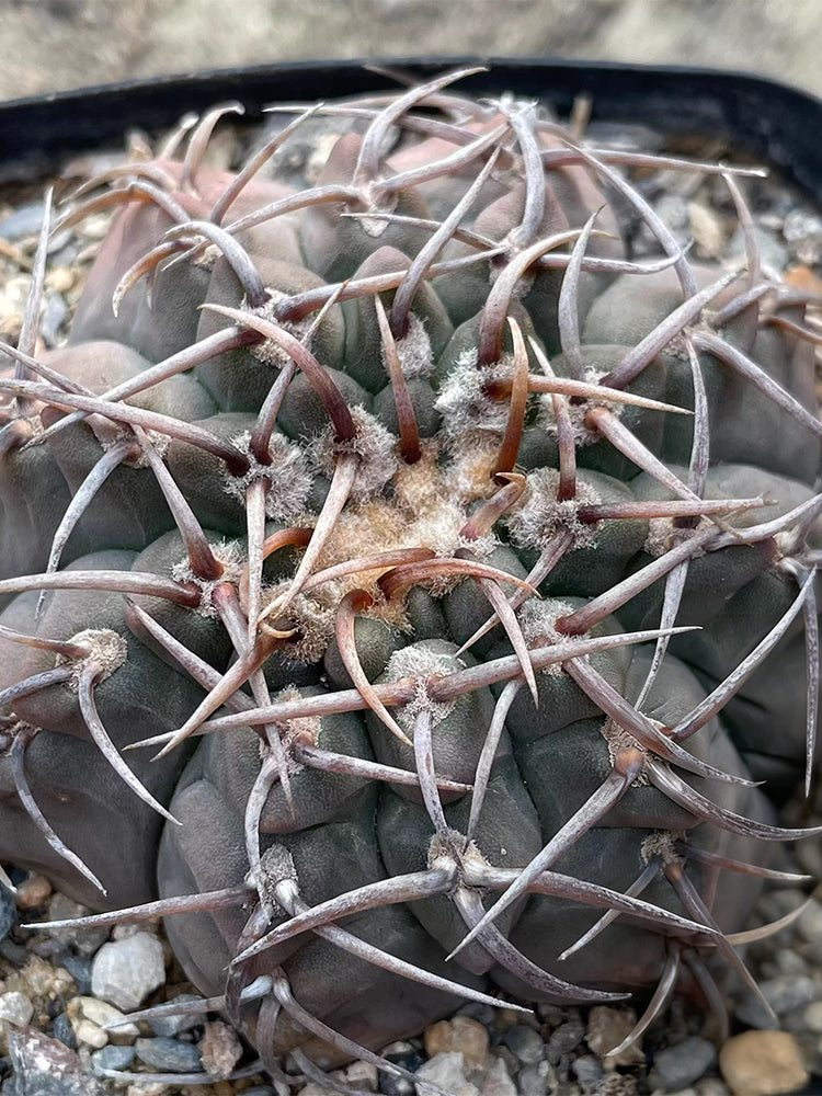 Gymnocalycium riojense