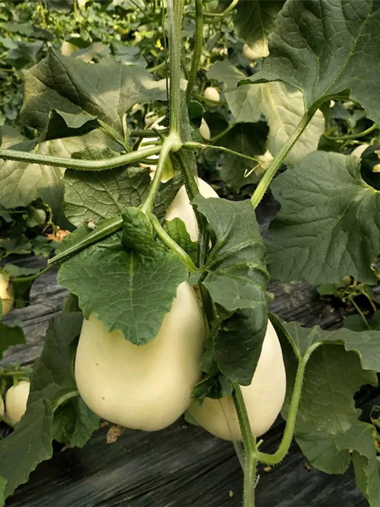 White Sweet Queen Melon