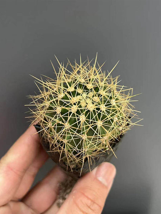 Ferocactus schwarzii