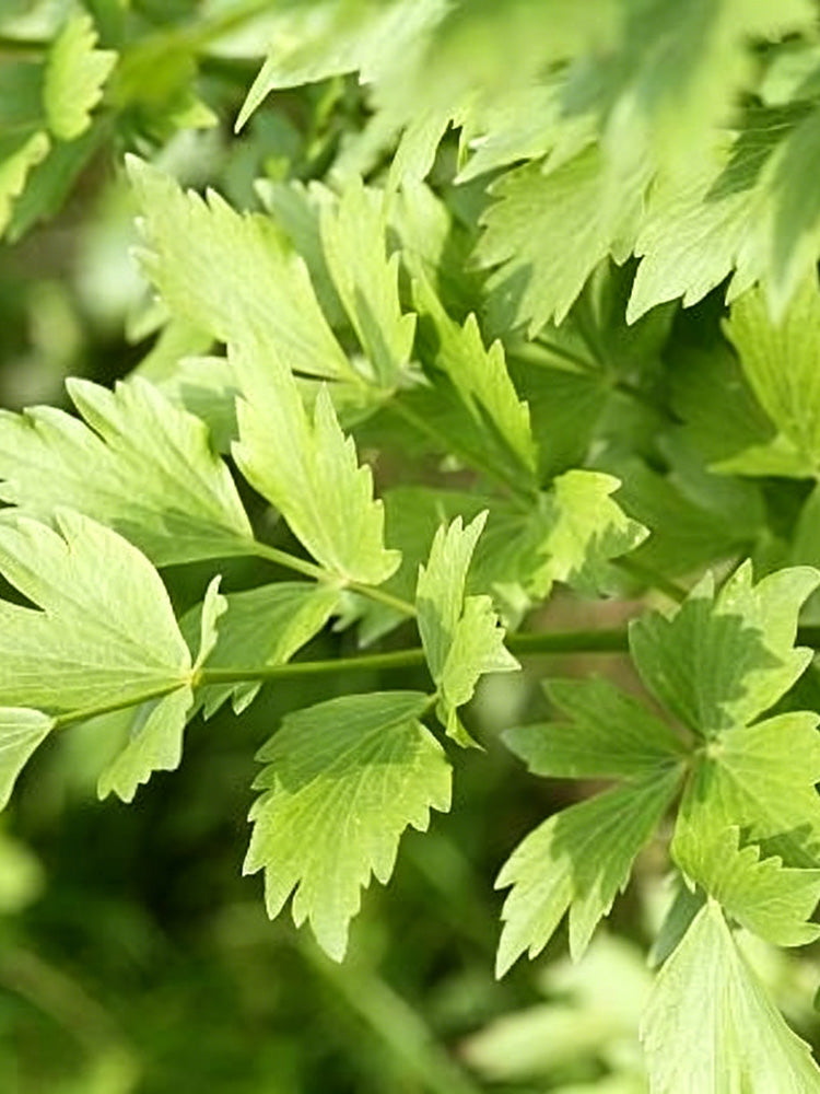 Garden Lovage