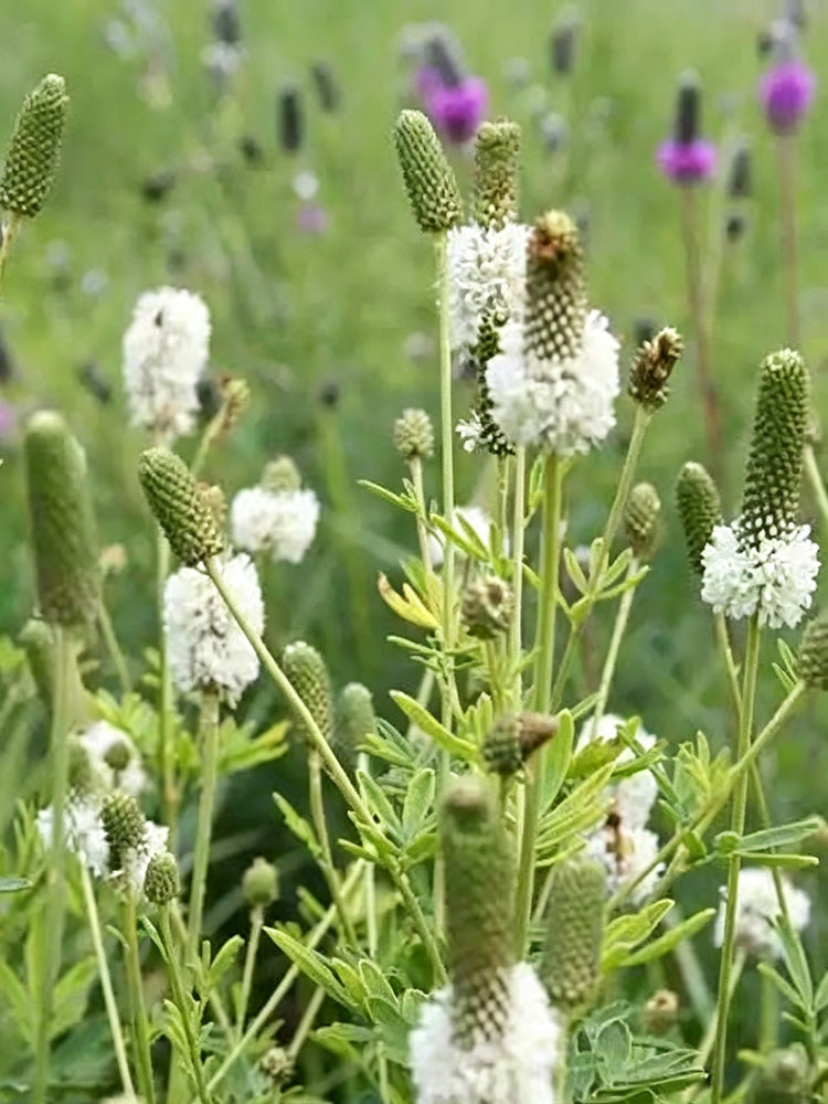 White Prairie Clover