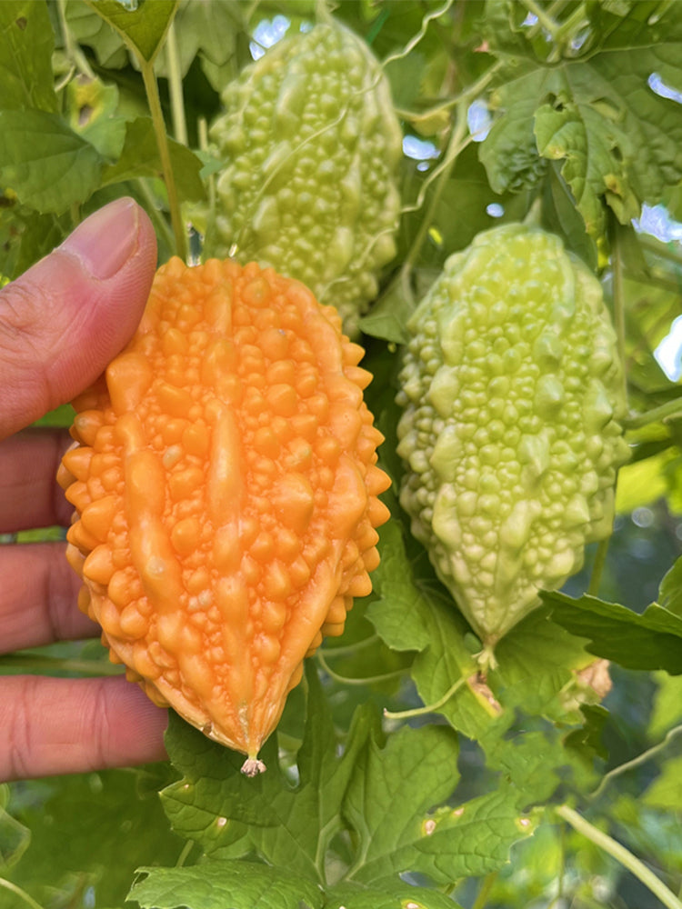 Small Spiny Bitter Melon