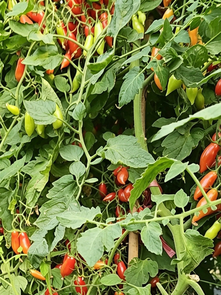 Sweet Bubble F5 Tomato