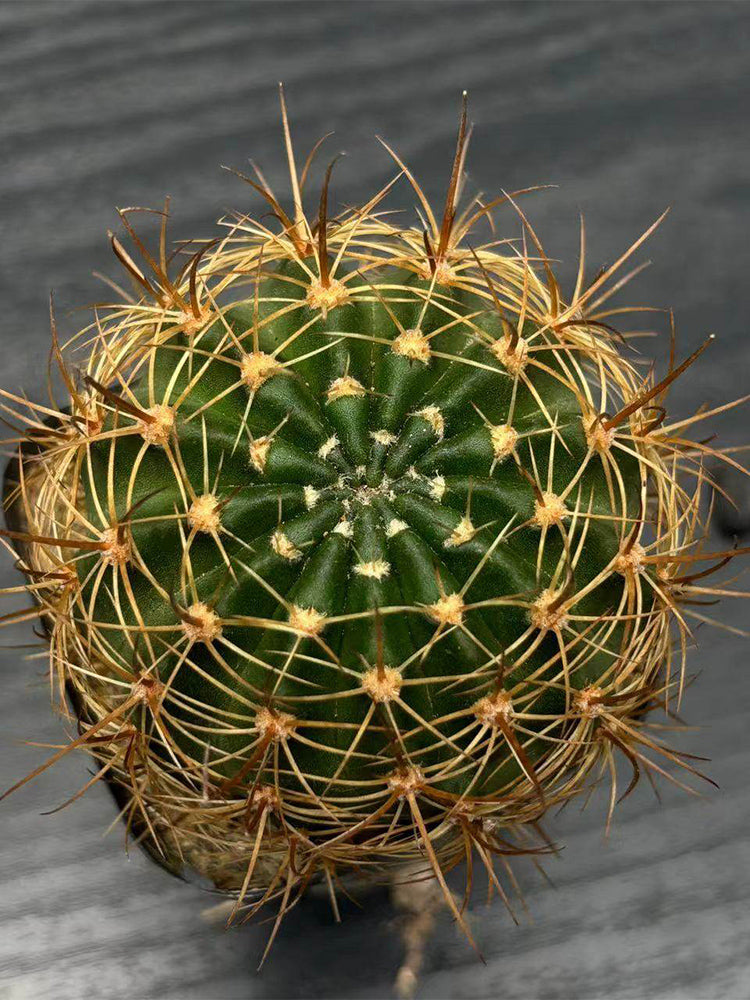 Lobivia Cactus