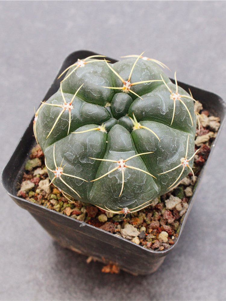 Gymnocalycium denudatum var. paraguayensis