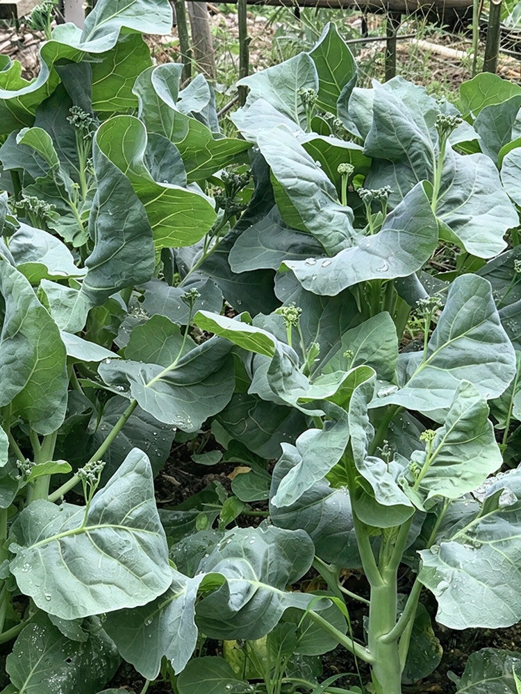 'Jiemei Improved Xianggu' Chinese Kale