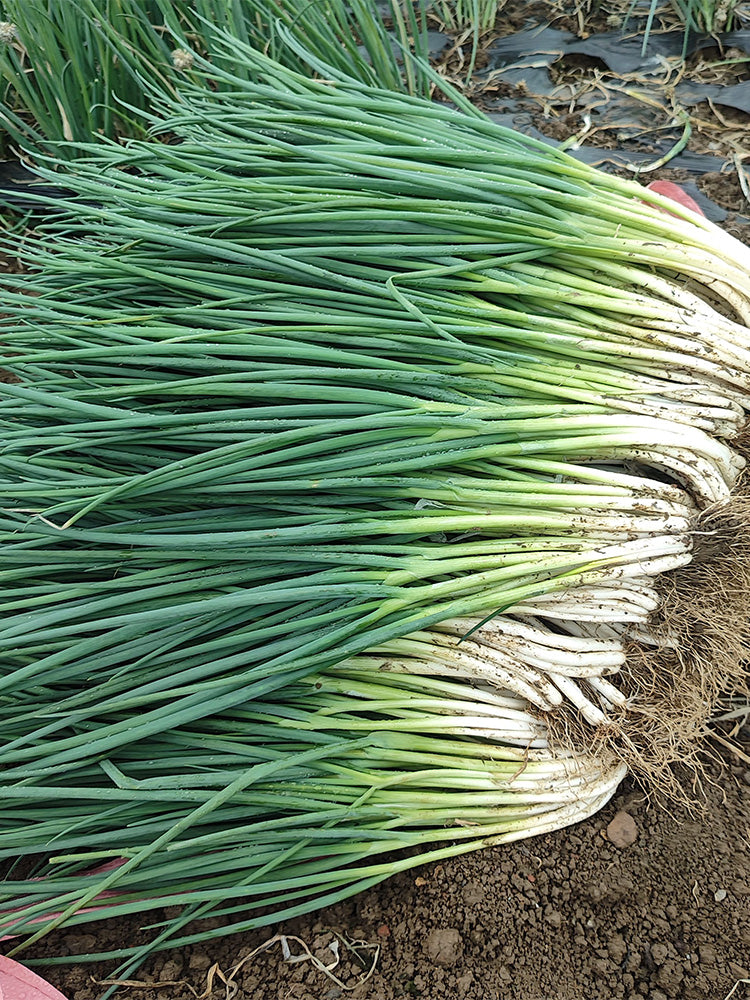 Four-Season Scallions