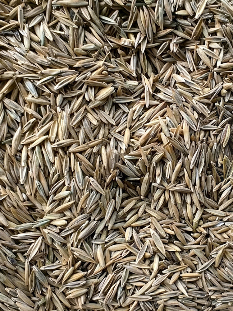 Turf-Type Tall Fescue