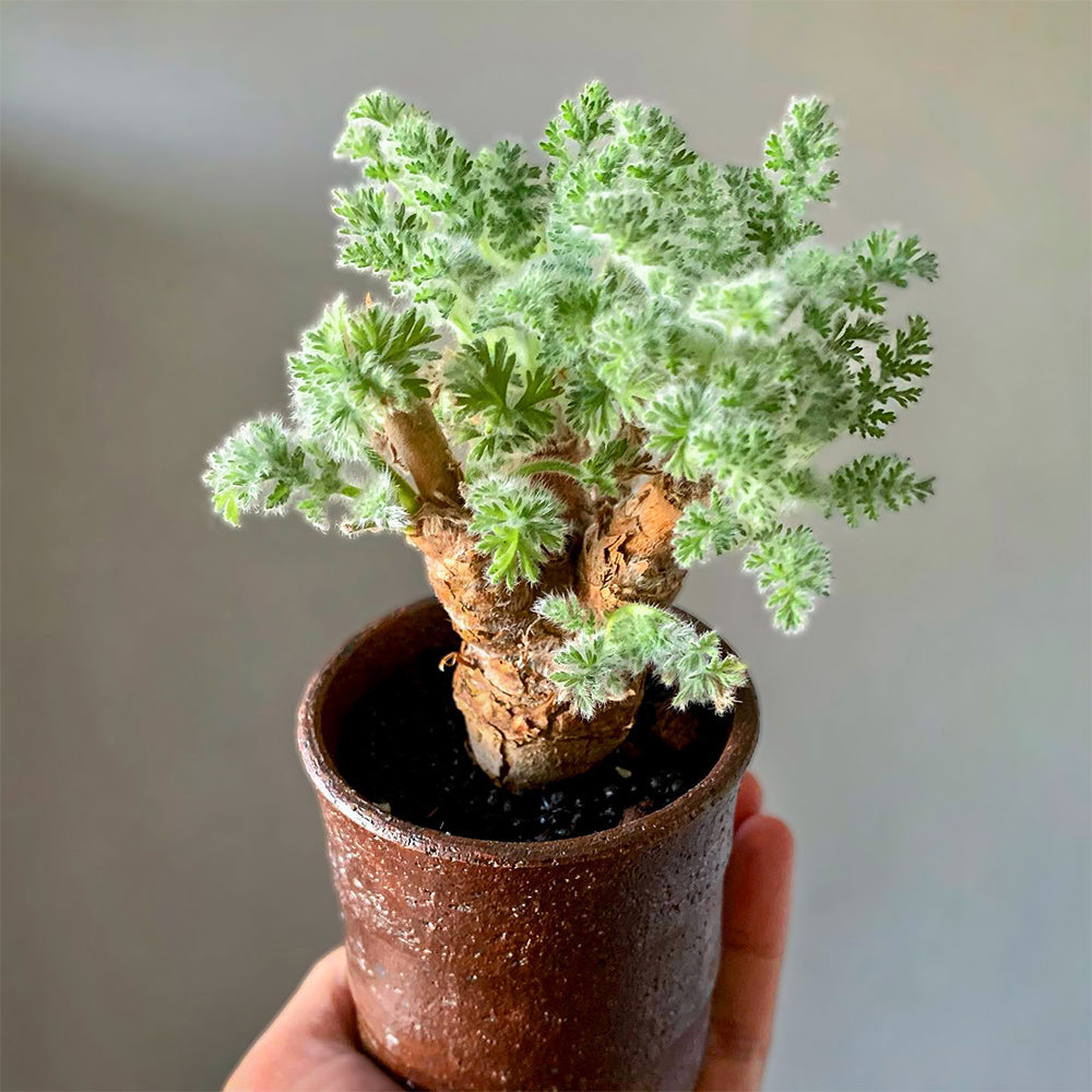 TD002 Pelargonium appendiculatum Dormant Tuber