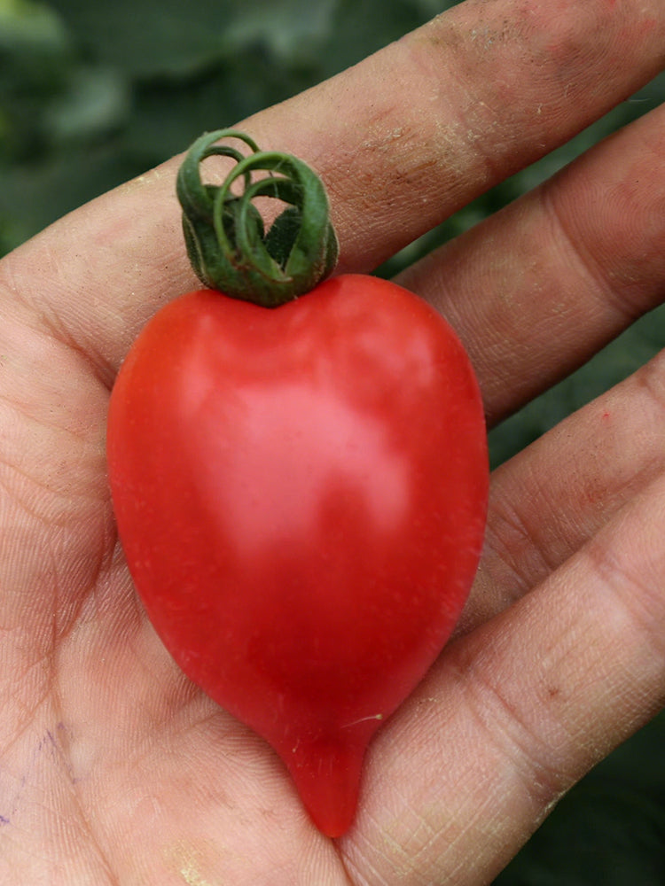 'Jingfan Fenxing No.2' Tomato