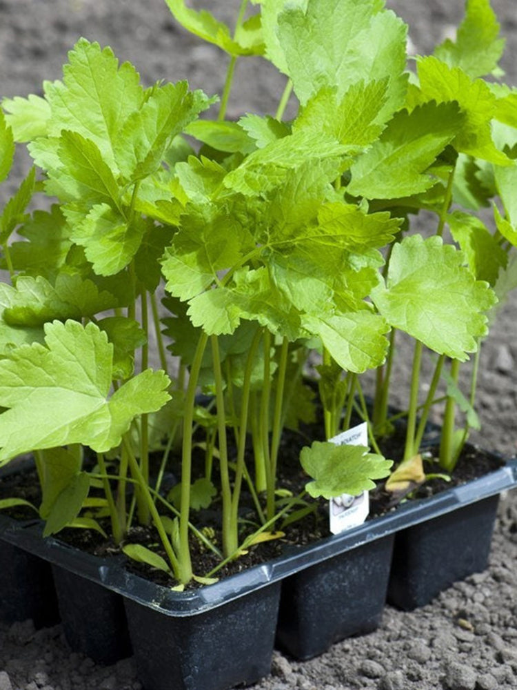 Parsnip (Pastinaca sativa)