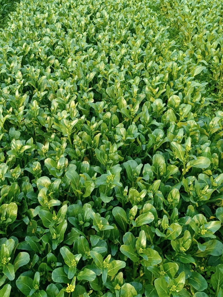 Ningxia Fiberless 110-day Choy Sum