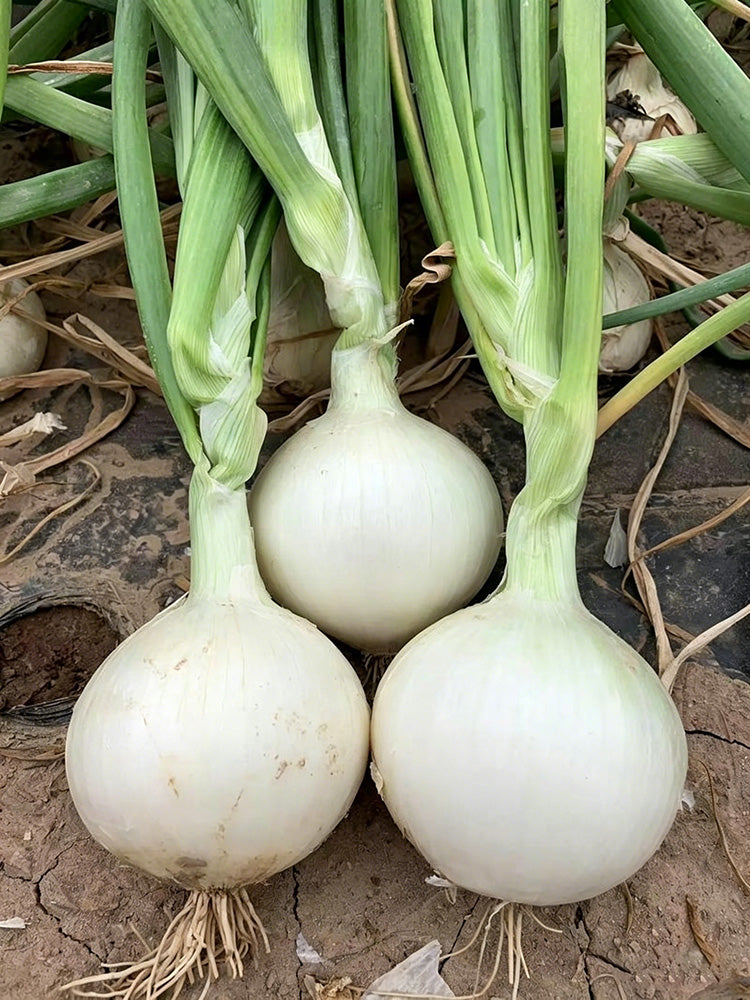 White Bulb Onion