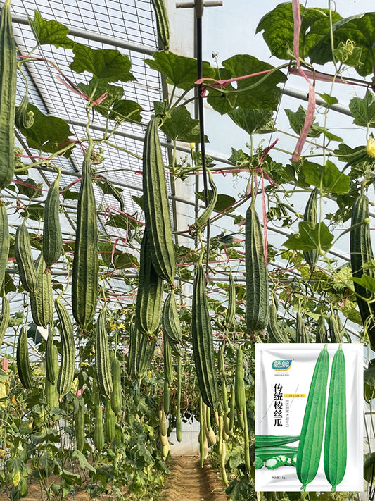 Traditional Angled Luffa