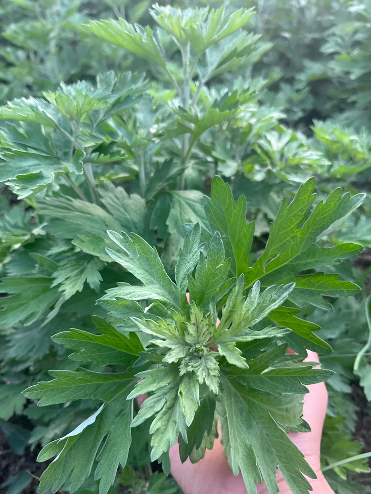 Fragrant Artemisia