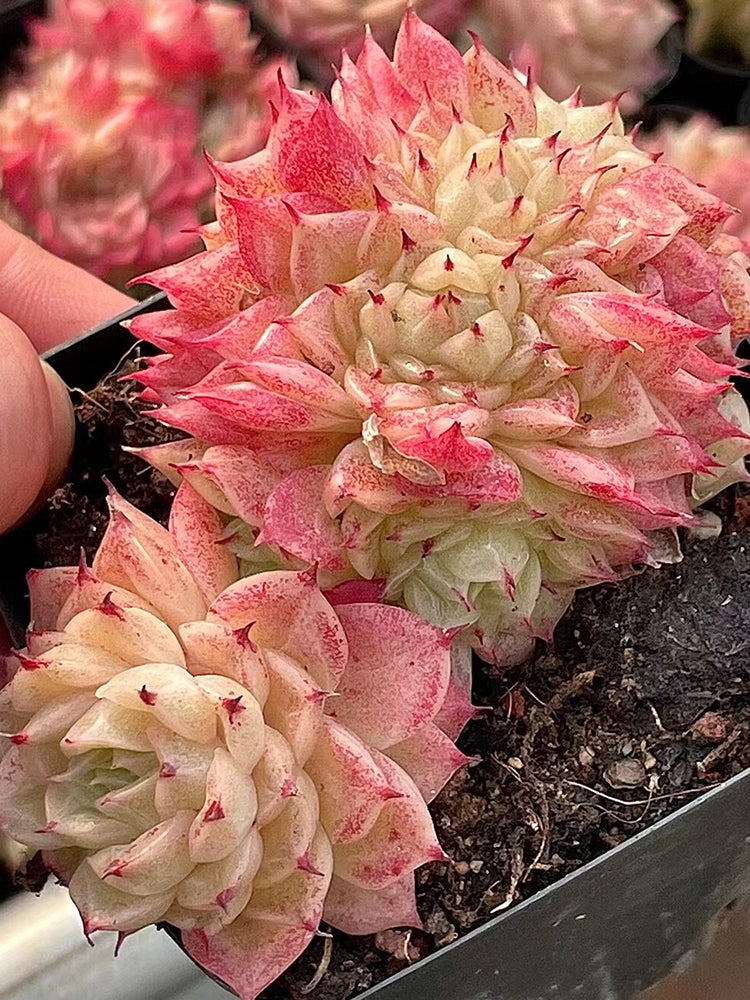 Echeveria 'Beninoturu'