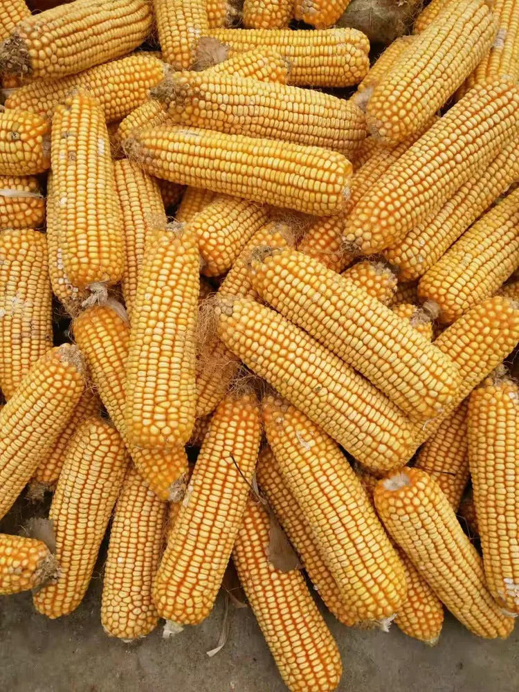 NK718 Corn Maize Hybrid