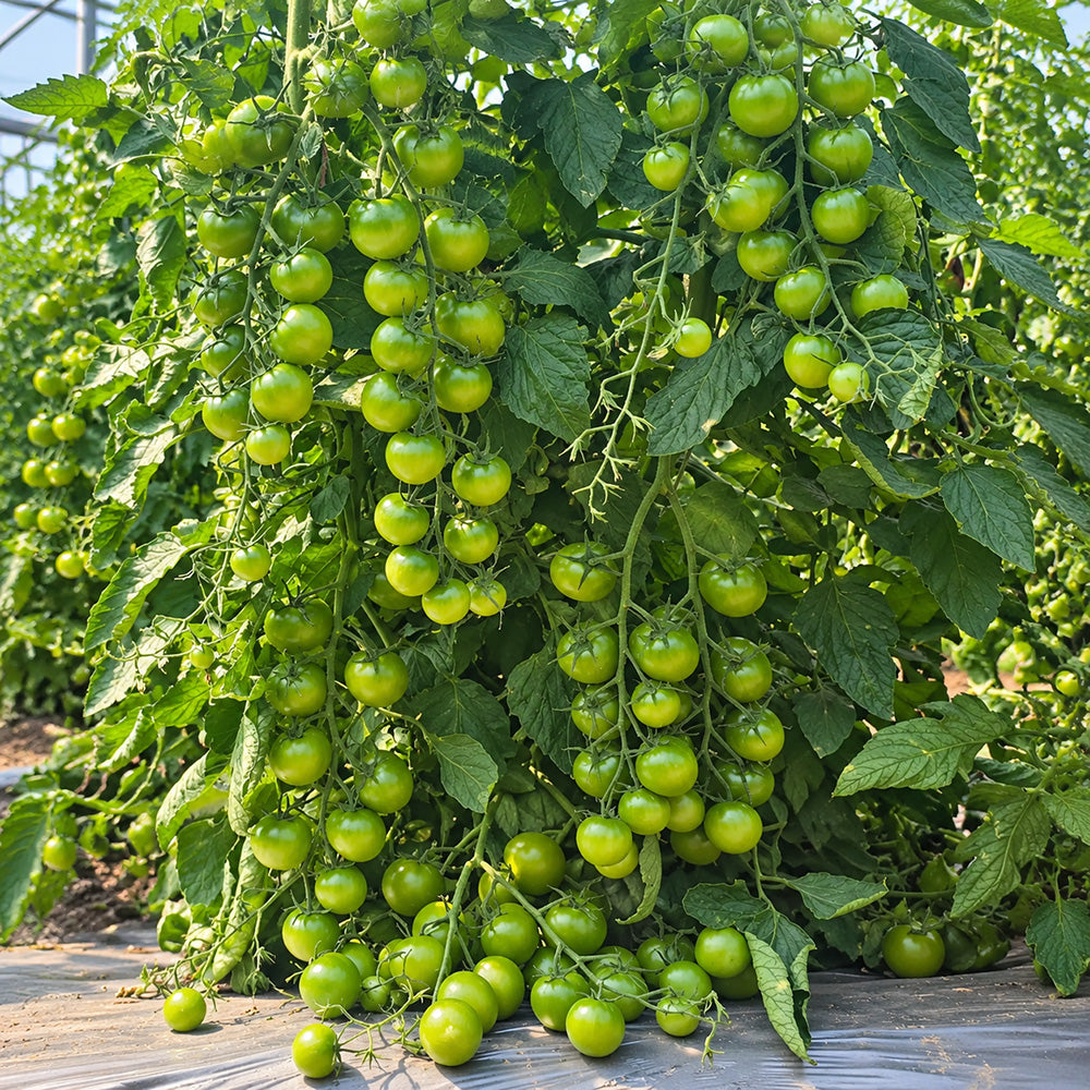 125 Gobstopper Tomato