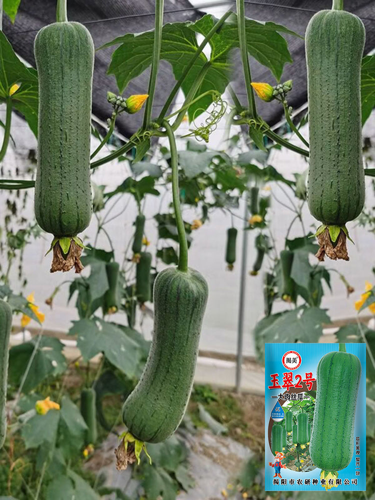 Yucui No.2 Large-Fleshed Luffa