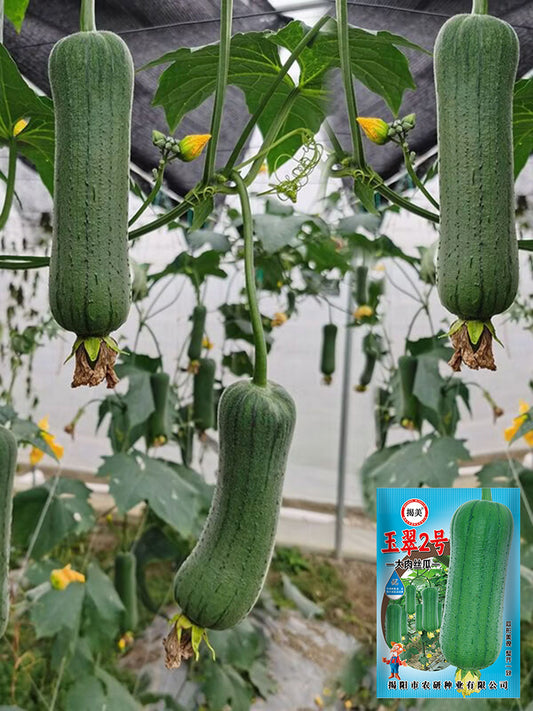 Yucui No.2 Large-Fleshed Luffa