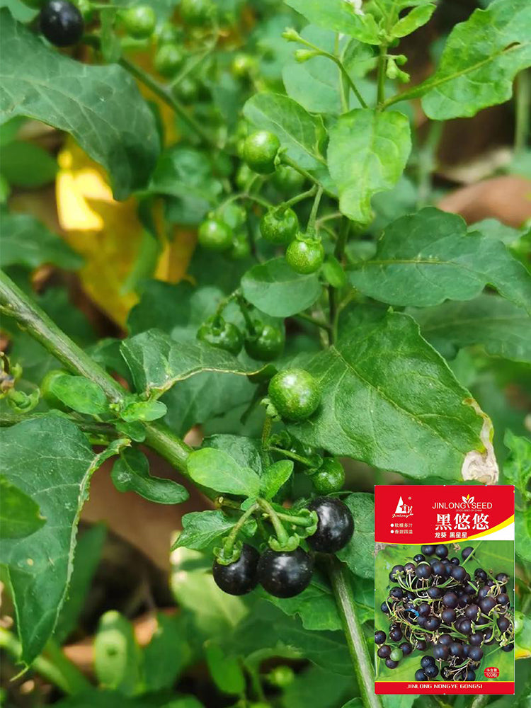 "Jinlong" Black Nightshade