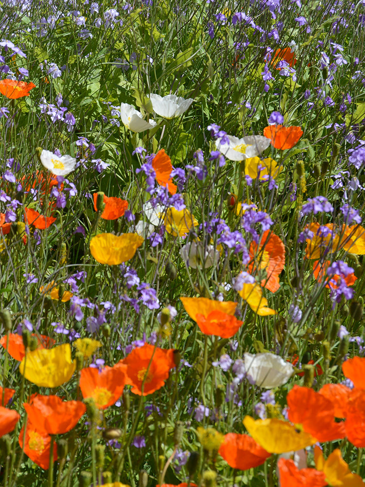 Wildflower Mix