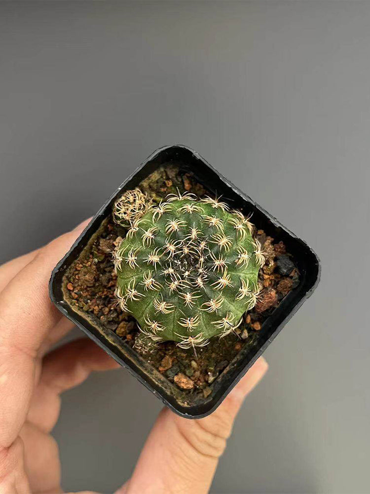 Lobivia famatimensis