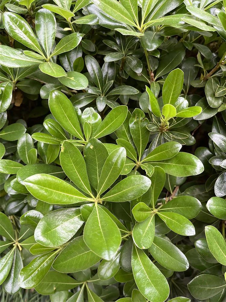 Pittosporum tobira