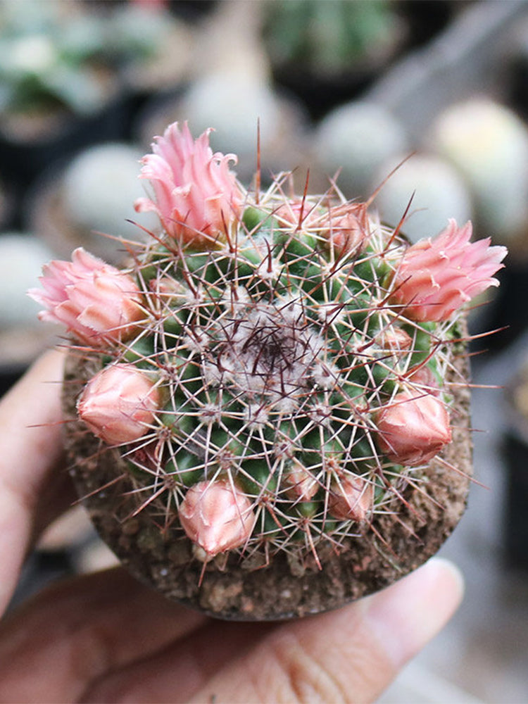 Mammillaria tayloriorum