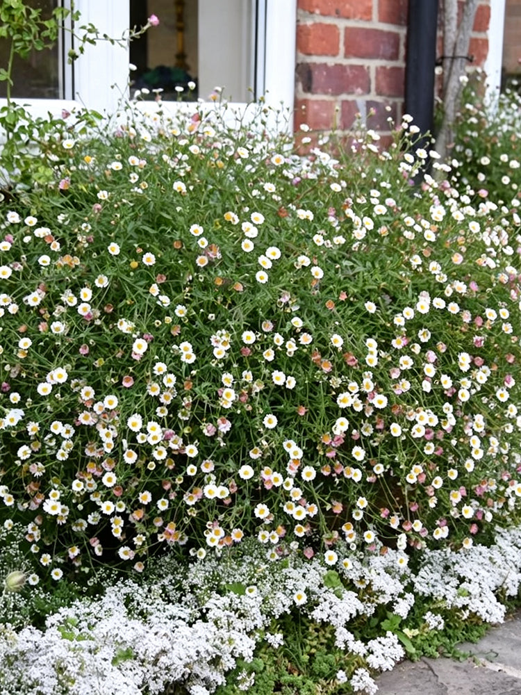 Mexican Fleabane