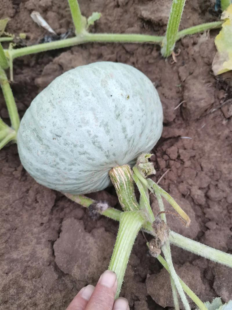 'Jiemei' Silver Chestnut Pumpkin
