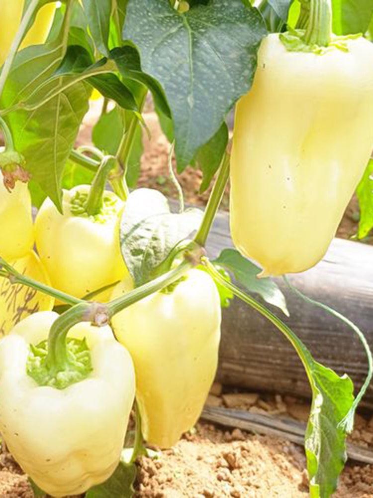 Cream Fruit Sweet Pepper