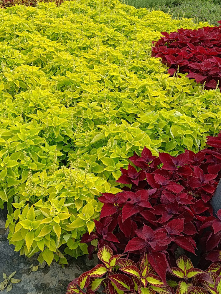 Garden Coleus Mixed