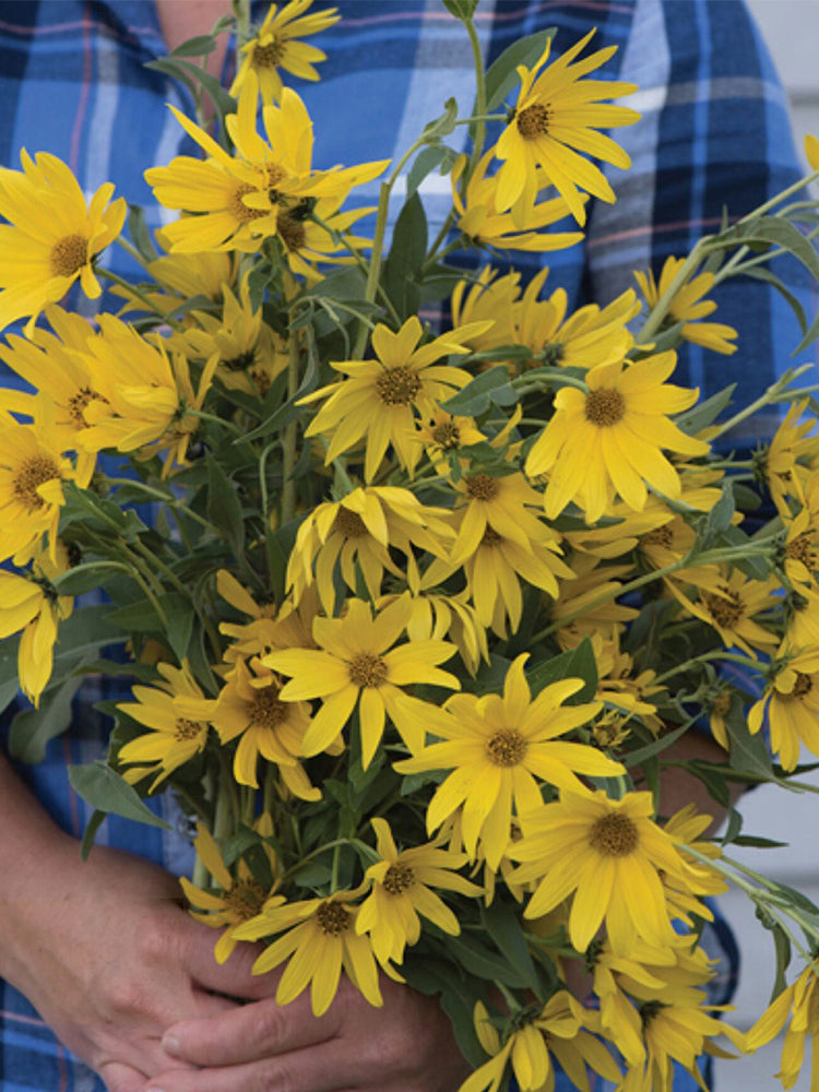 Maximilian Prairie Sunflower