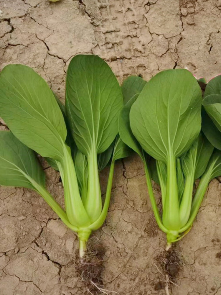 Round-Leaved Baby Bok Choy
