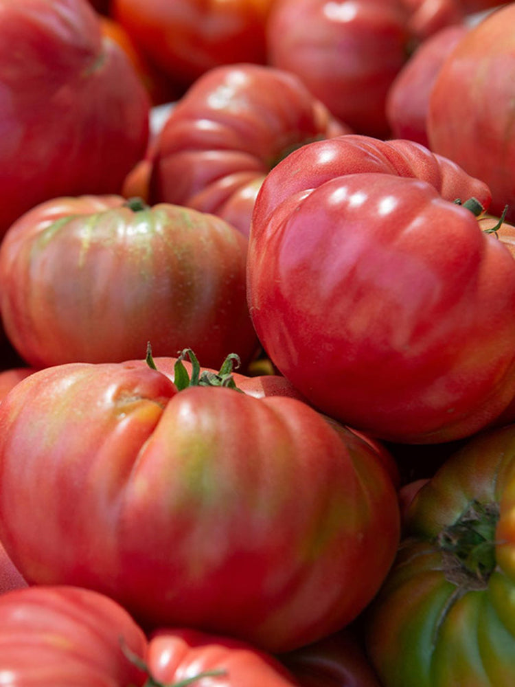 Pink Brandywine Tomato