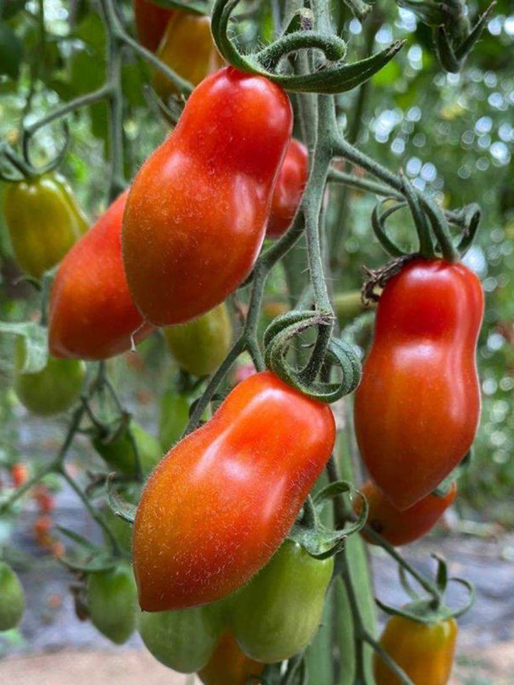 'Royal Pearl Peanut' Tomato