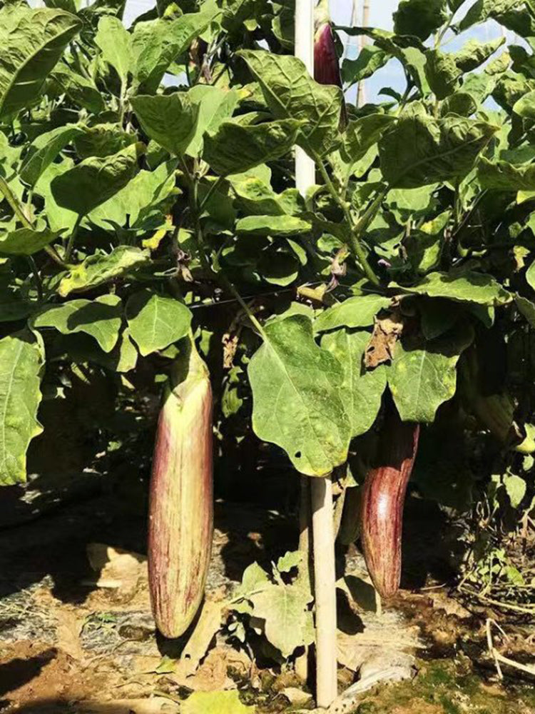 'Yu Zhusiqie 881' Hybrid Eggplant