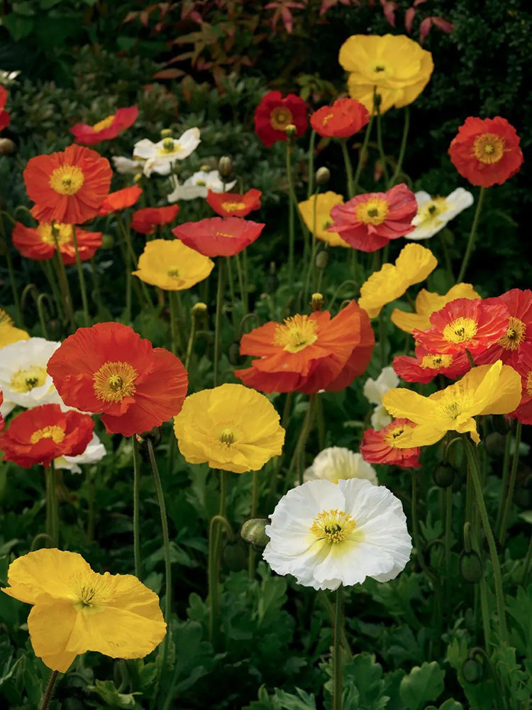 Iceland Poppy