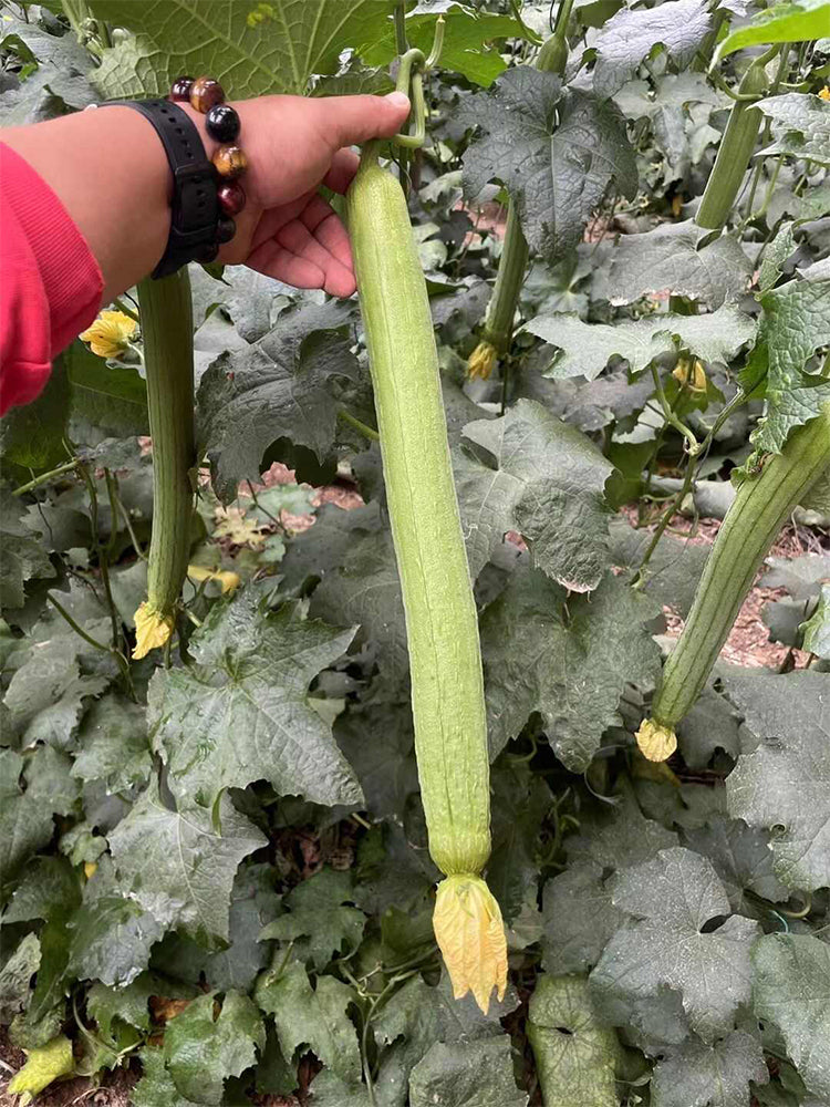 Thailand Medium Green Luffa