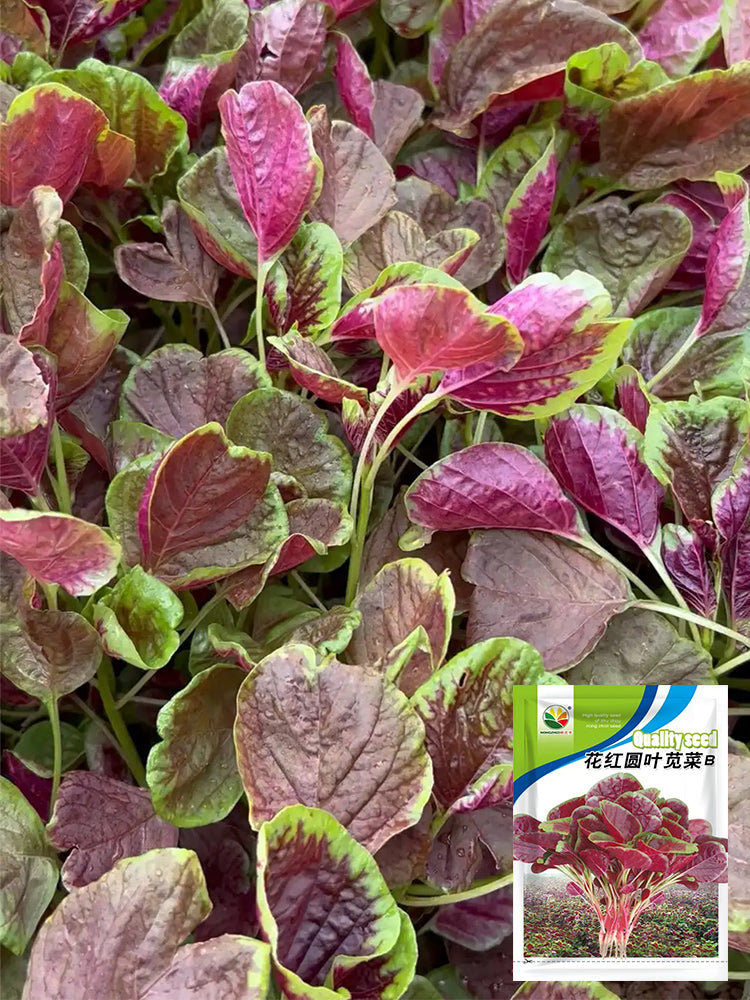 Red-Green Round-leaf Amaranth