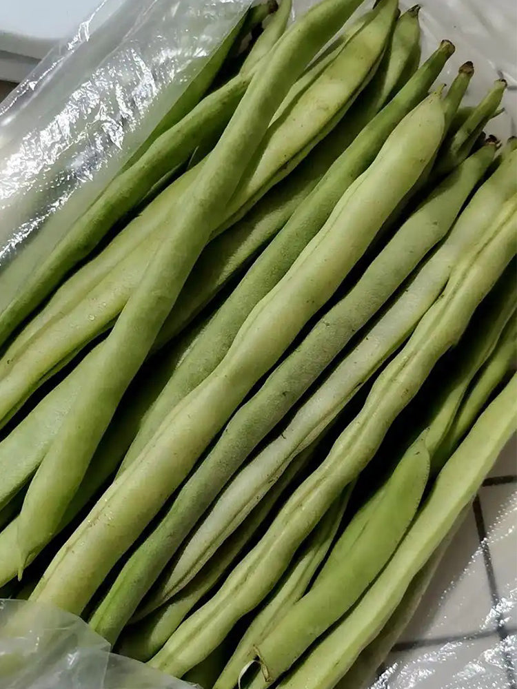 'Shuangqing Yudou' Snap Bean