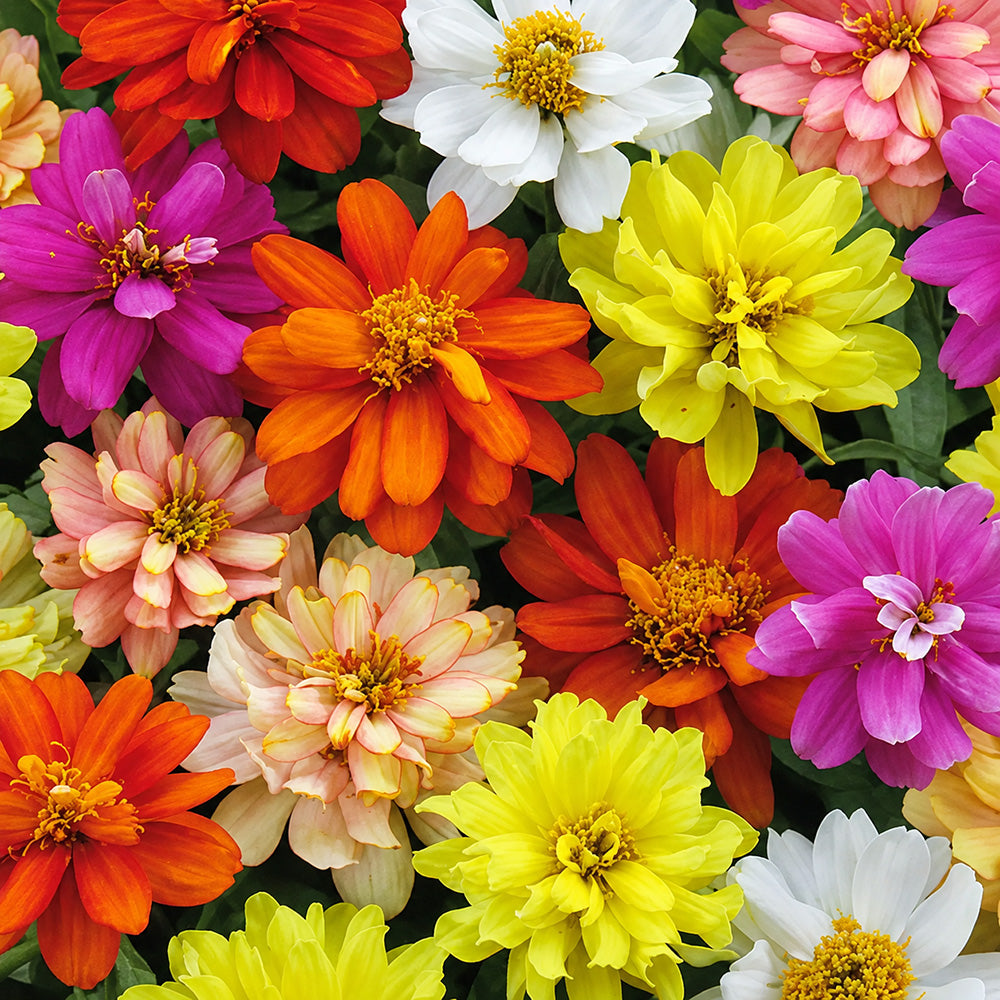 W1342 Dwarf Double Zinnia Mix