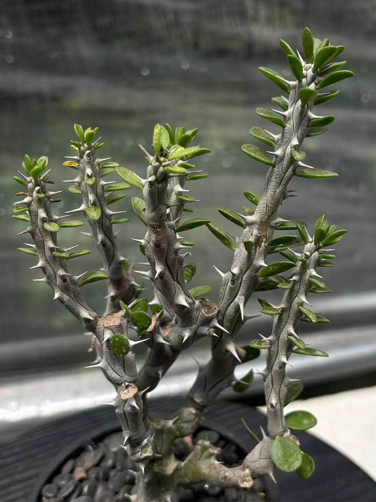 Alluaudia montagnacii Succulent