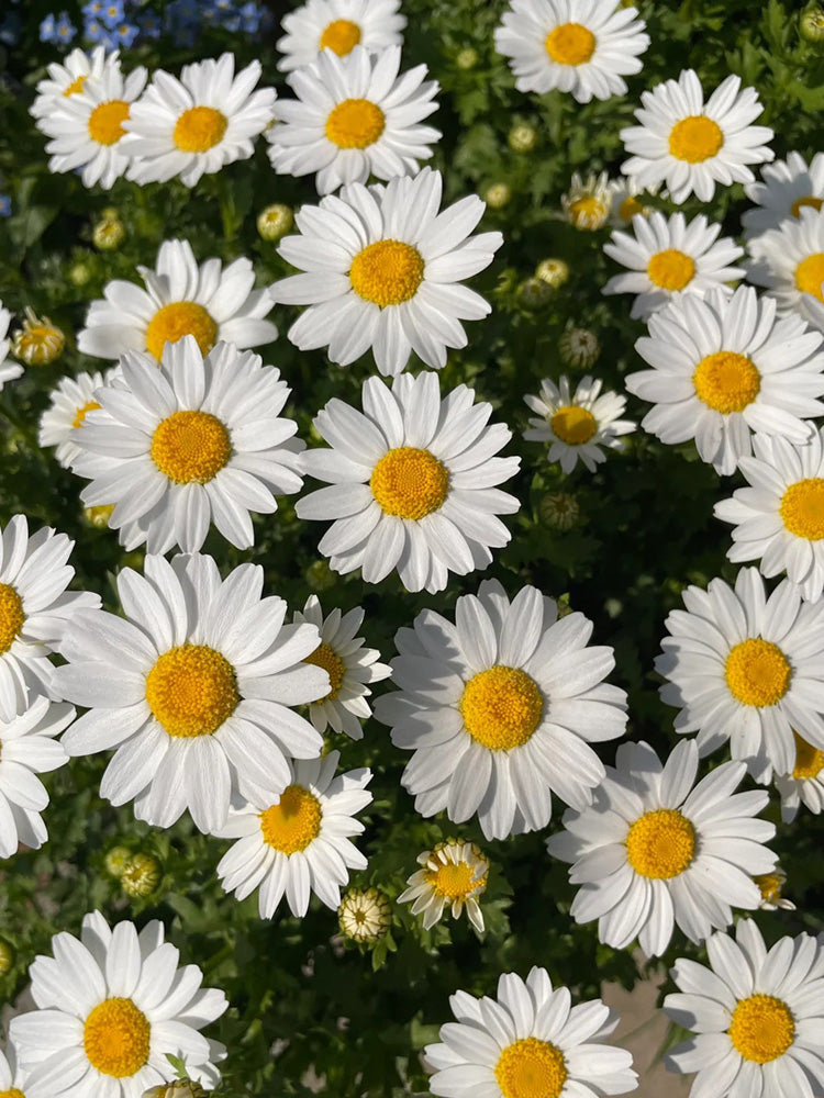 White Crystal Daisy