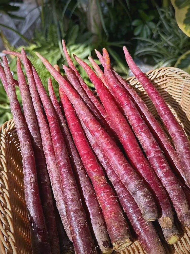 Purple Carrot F1