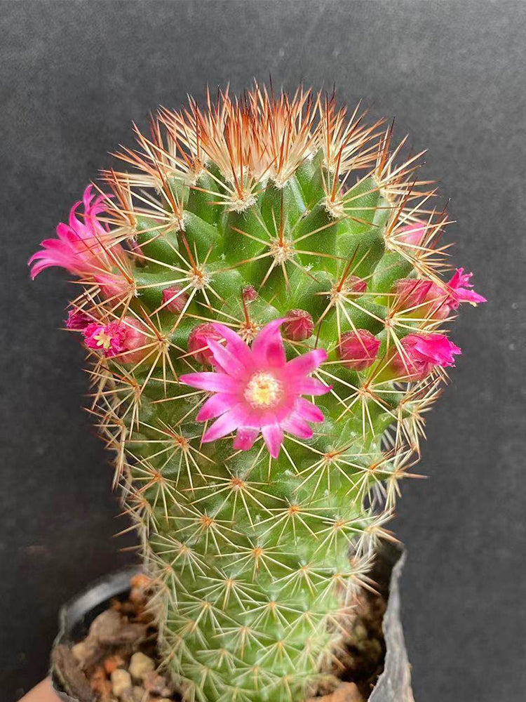 Mammillaria spinosissima