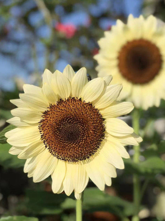 White Lover Sunflower
