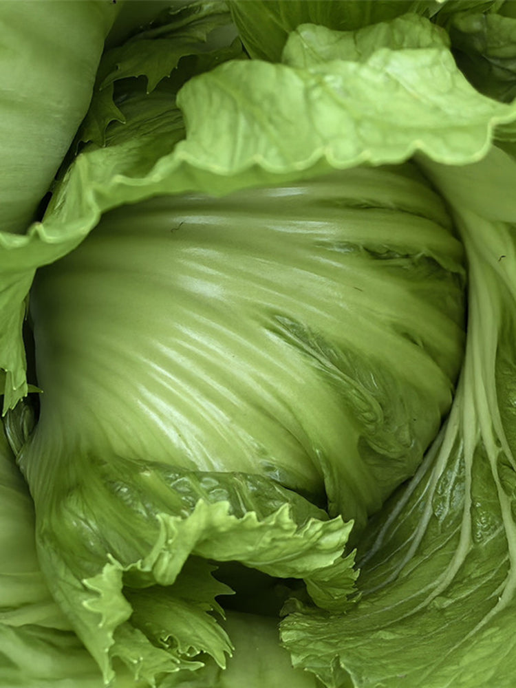 'Selected Dapingpu 818' Mustard Greens